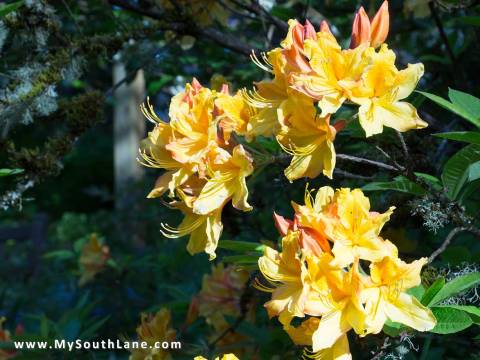 Sunshine brightens the yellow rhododendrons in Hendricks Park, Eugene.